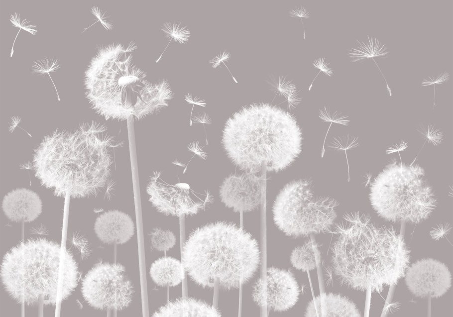 Обои одуванчики на стену