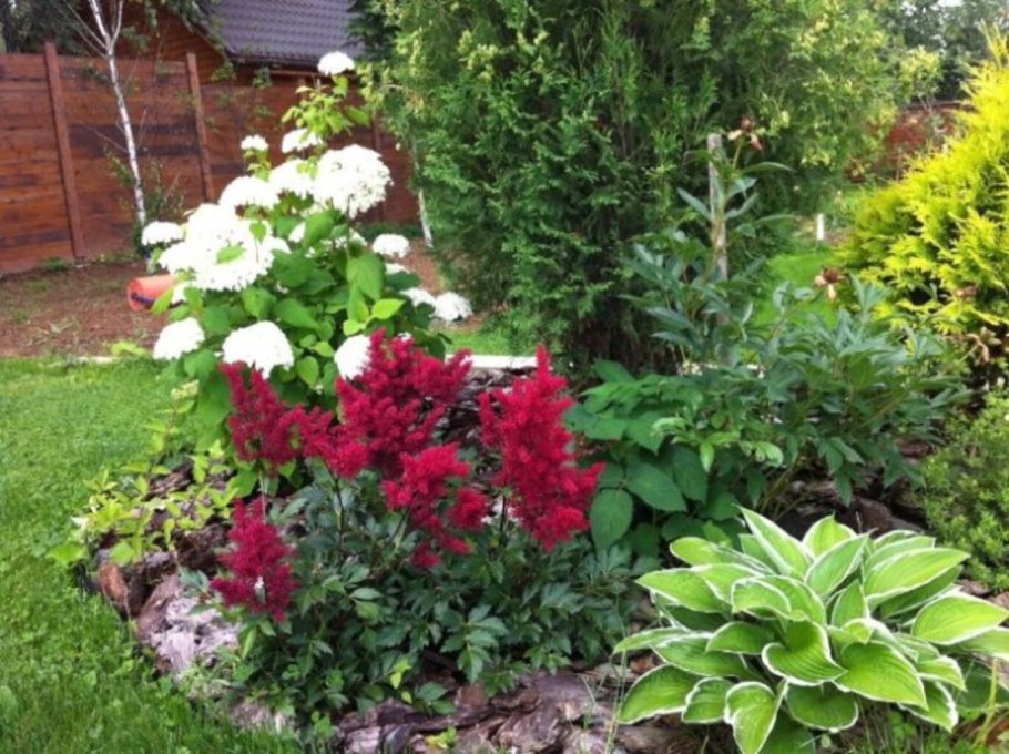 Туя гортензия астильба Хоста