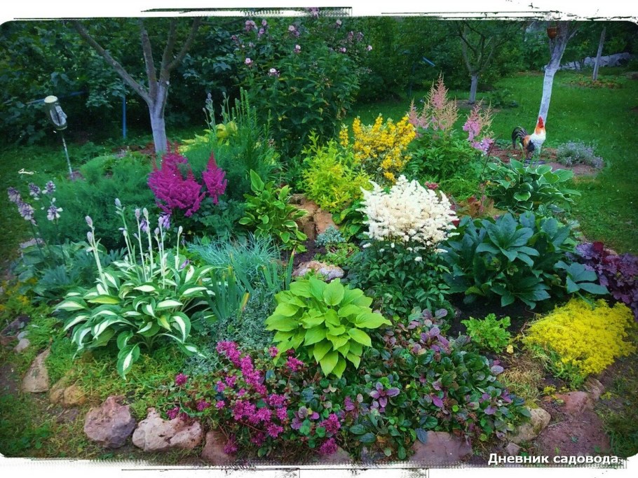 Астильба на альпийской Горке