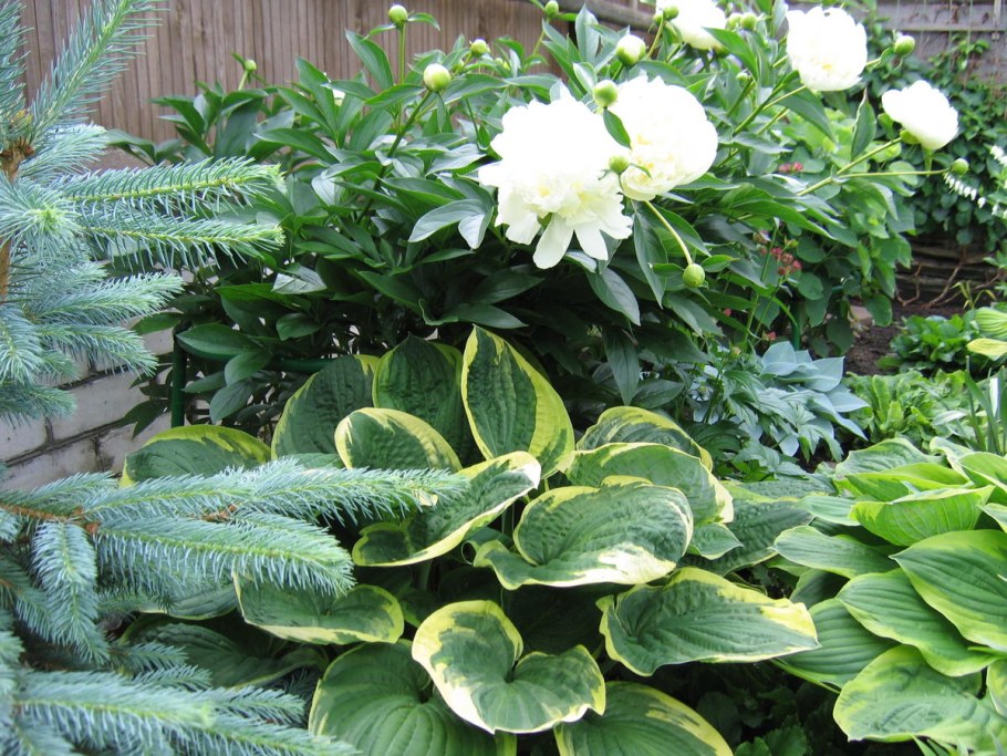 Цветники с пионами и хостой