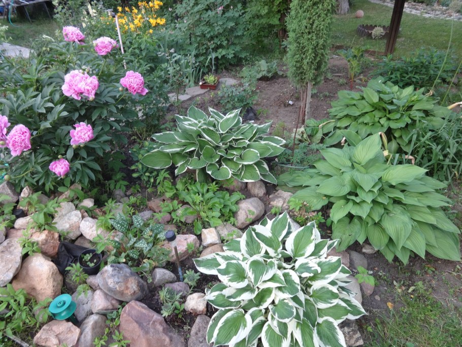 Клумба Хоста пион гортензия