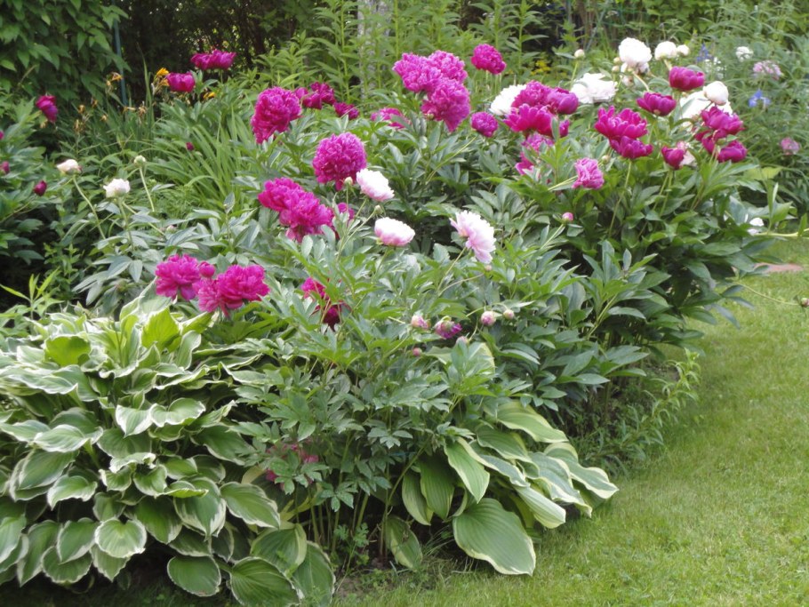 Хоста и пионы в клумбе