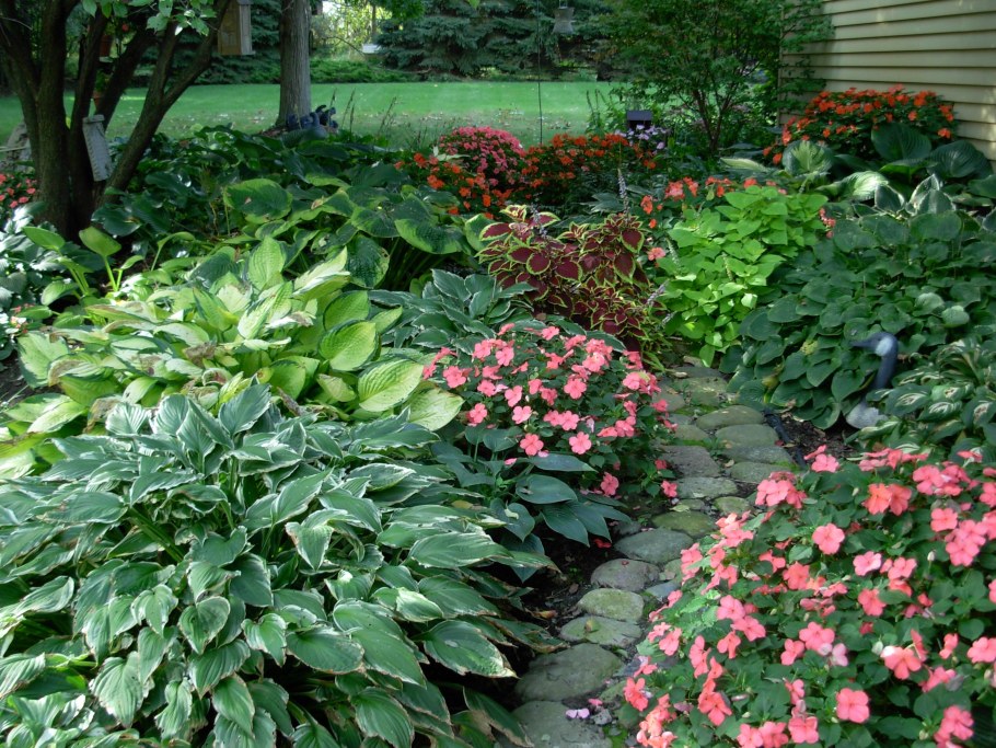 Спирея с хостой и лапчаткой