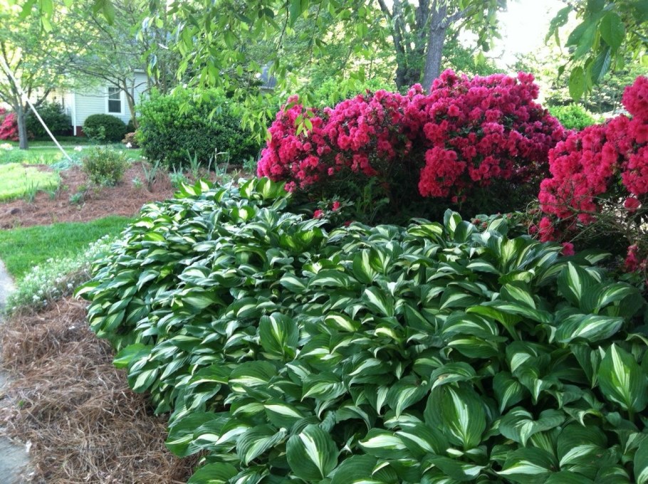 Пионы, Флоксы, лилейники, Хоста