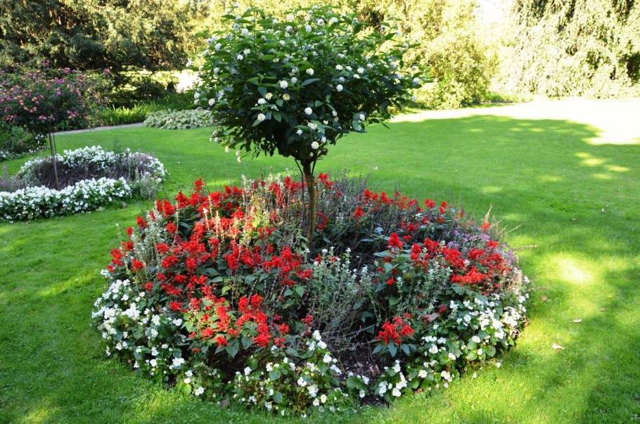 Приствольный круг плодовых кустарников