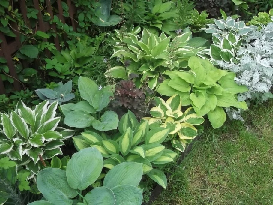 Гортензия астильба Хоста