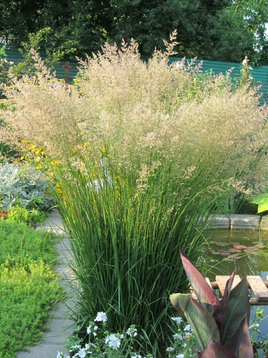 Вейник остроцветковый карфостер