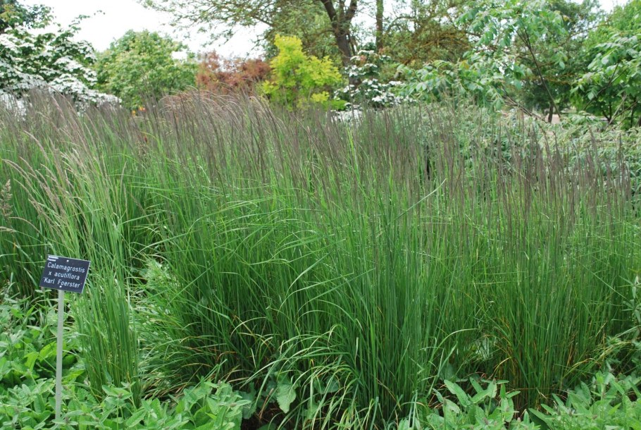 Карл Форестер Вейник в ландшафтном дизайне