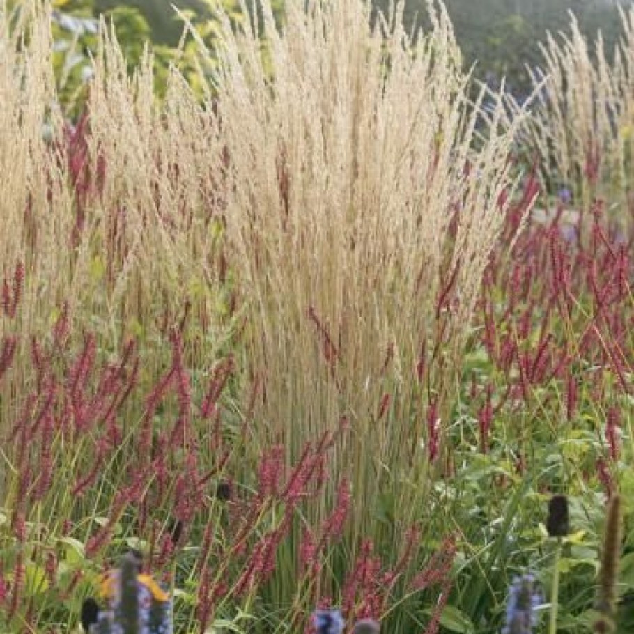 Вейник остроцветковый Karl Foerster