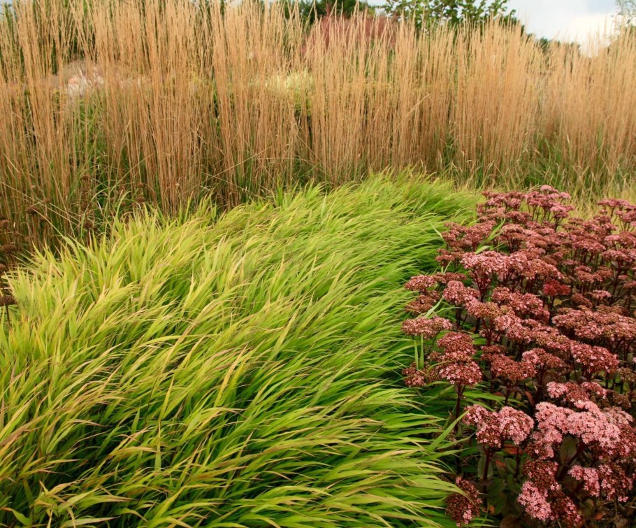 Молиния тростниковая Фонтейн