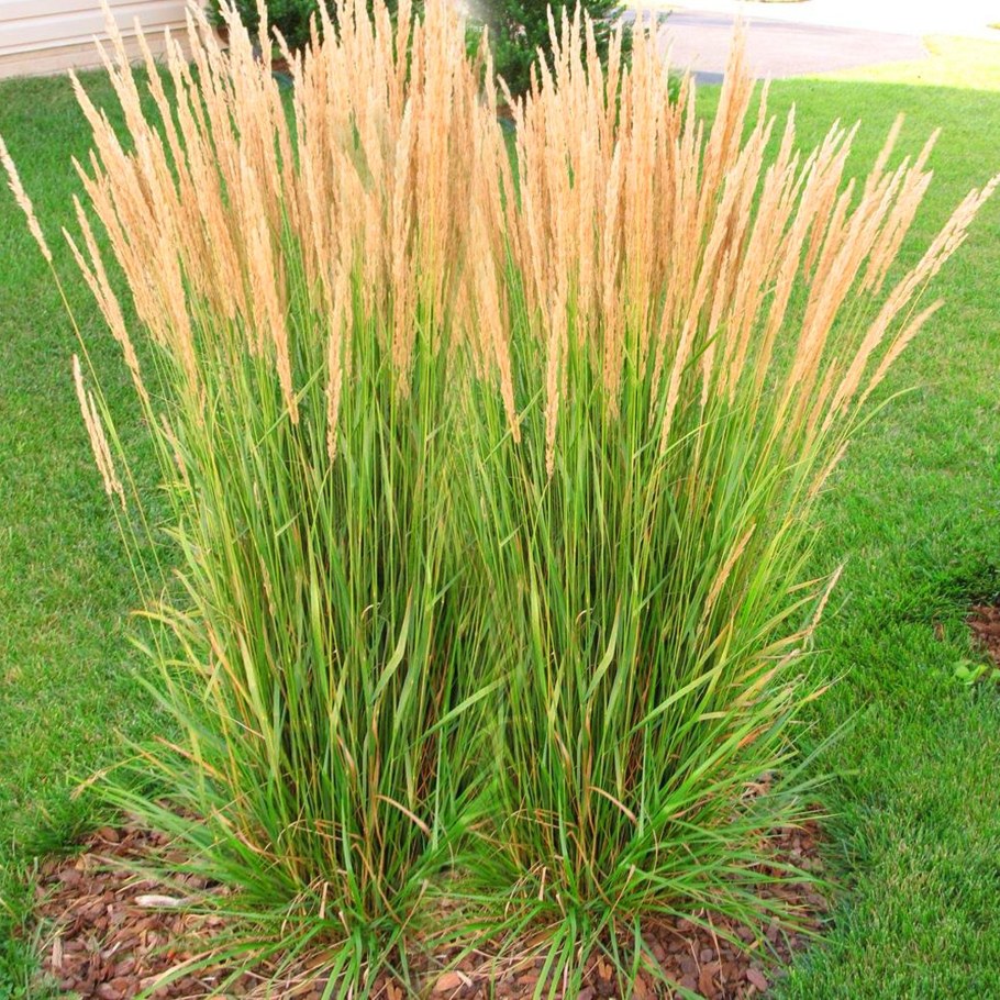 Вейник Карл Форстер