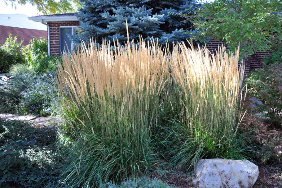 Вейник остроцветковый Карл Фостер