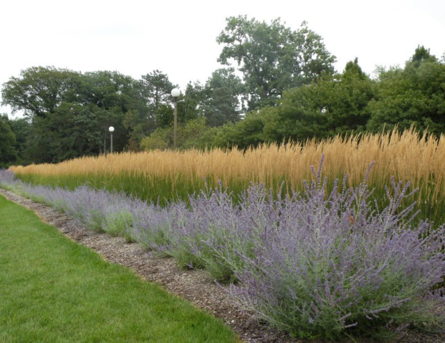 Вейник остроцветковый Карл Форстер