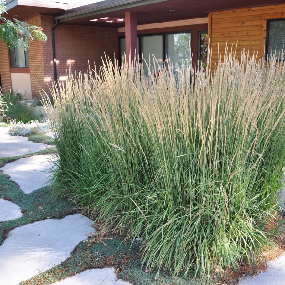 Вейник Karl Foerster