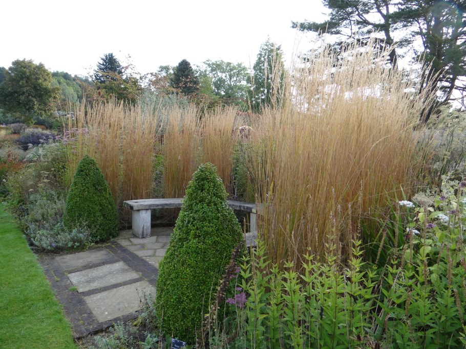 Вейник остроцветковый Avalanche