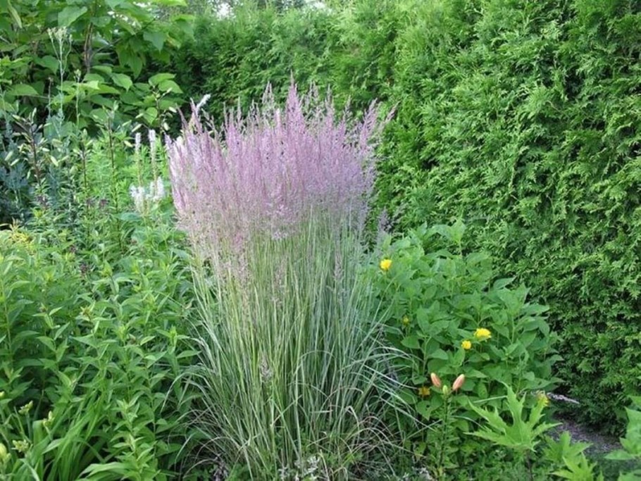 Вейник остроцветковый Overdam