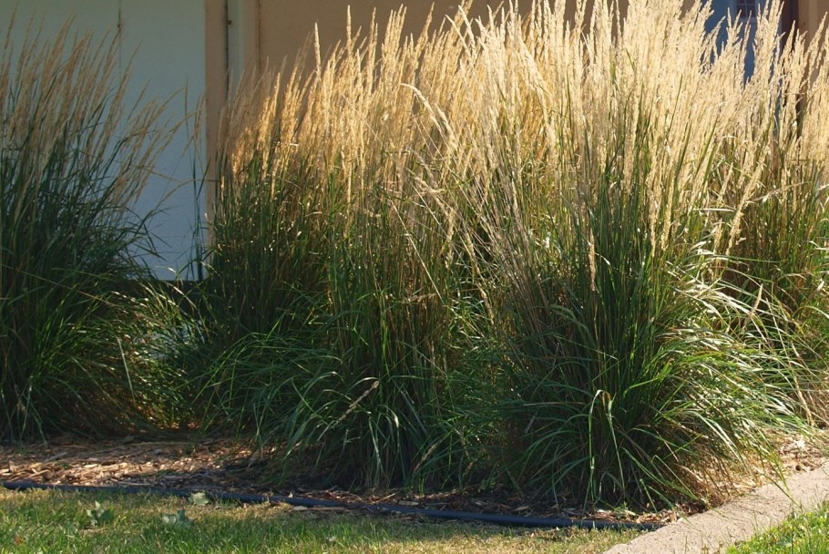 Вейник остроцветковый Карл Фостер