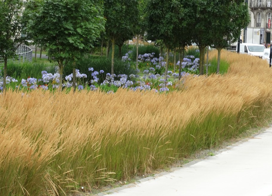 Вейник остроцветковый Карл Форстер