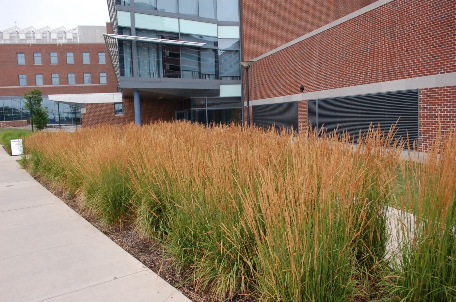 Вейник остроцветковый Овердам