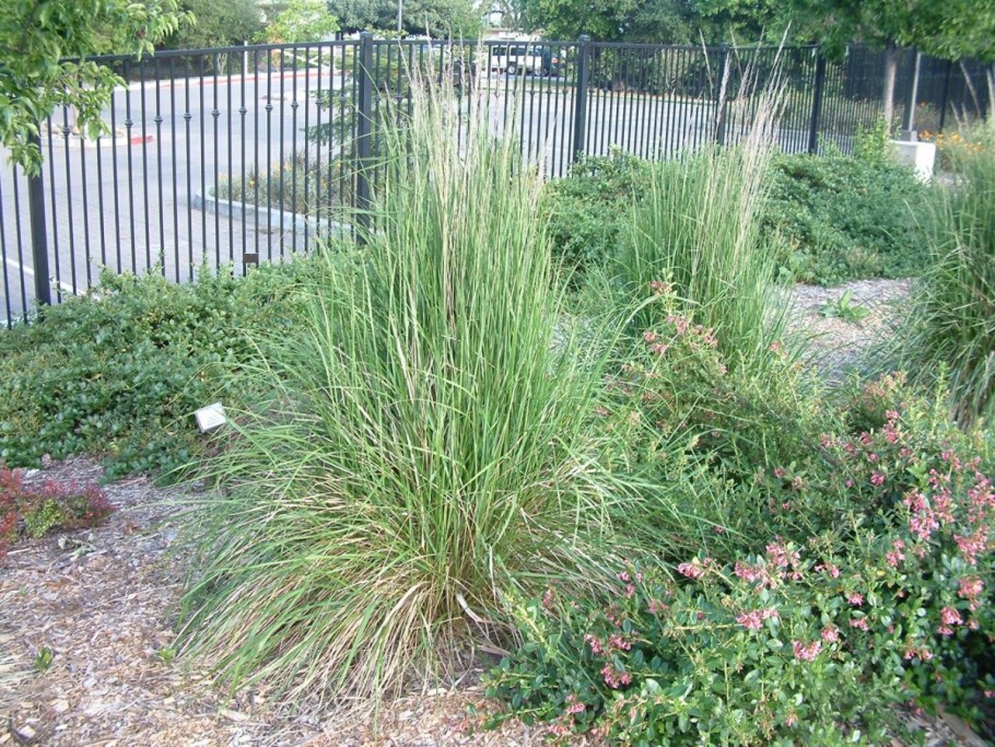 Вейник остроцветковый Karl Foerster