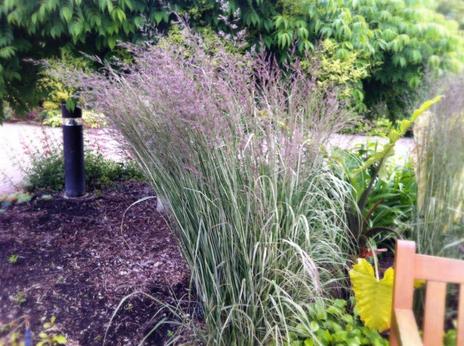 Вейник остроцветковый Овердам