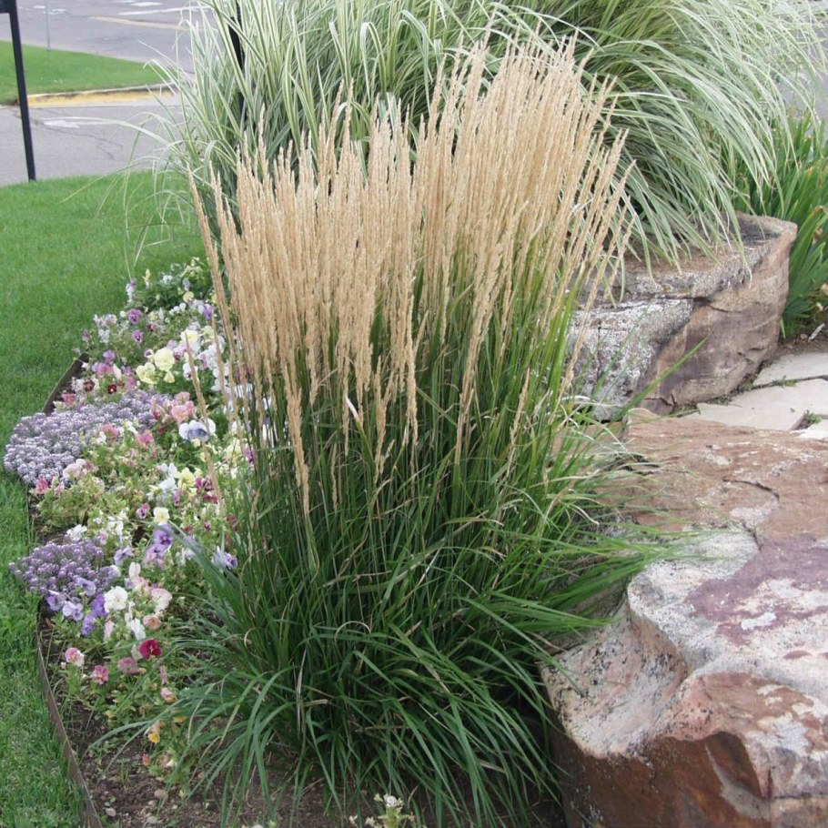 Вейник Karl Foerster