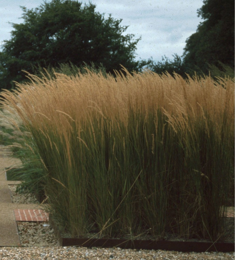 Молиния тростниковая (Molinia arundinacea `Karl Foerster`)