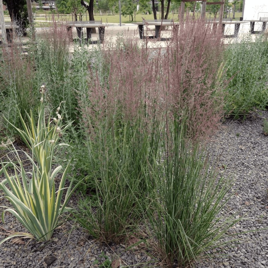 Вейник остроцветковый Overdam