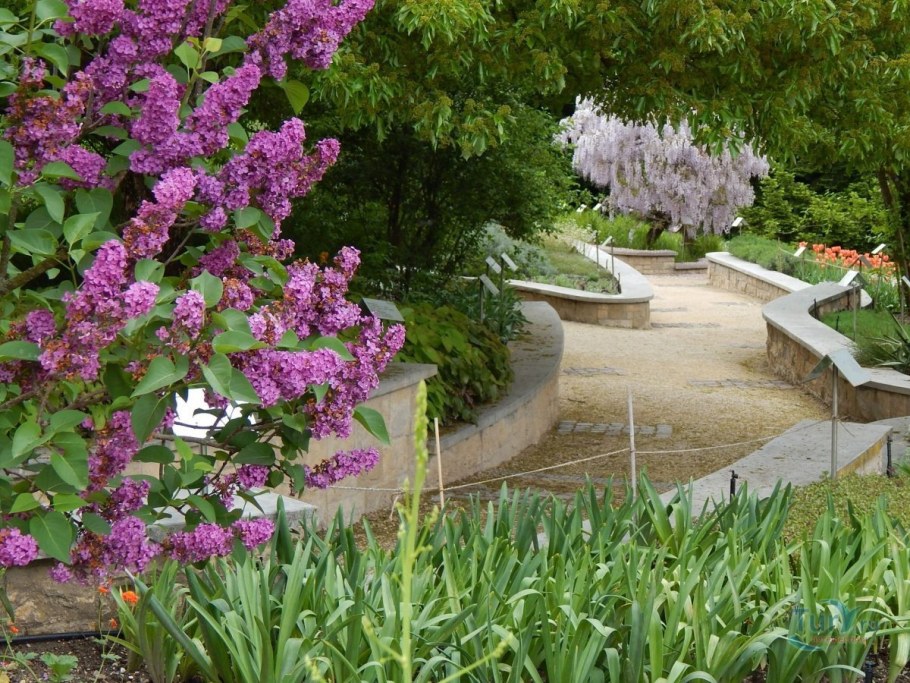 Миксбордер сирень Палибин