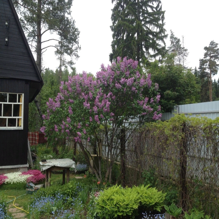 Сирень Мейера Палибин