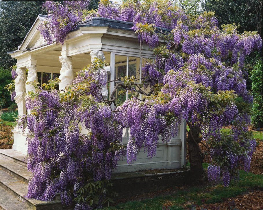 Вистерия Гарден