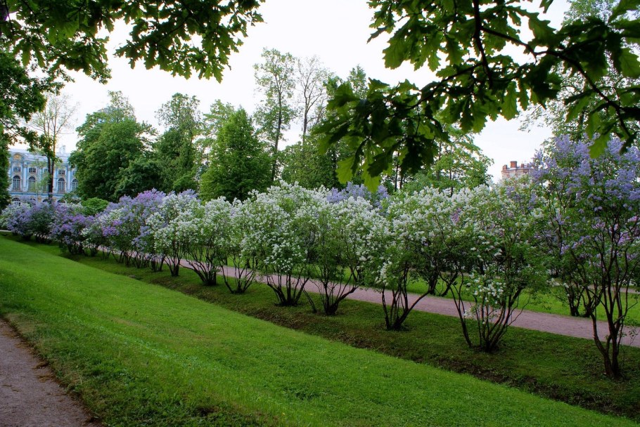 Сирень Палибин изгородь