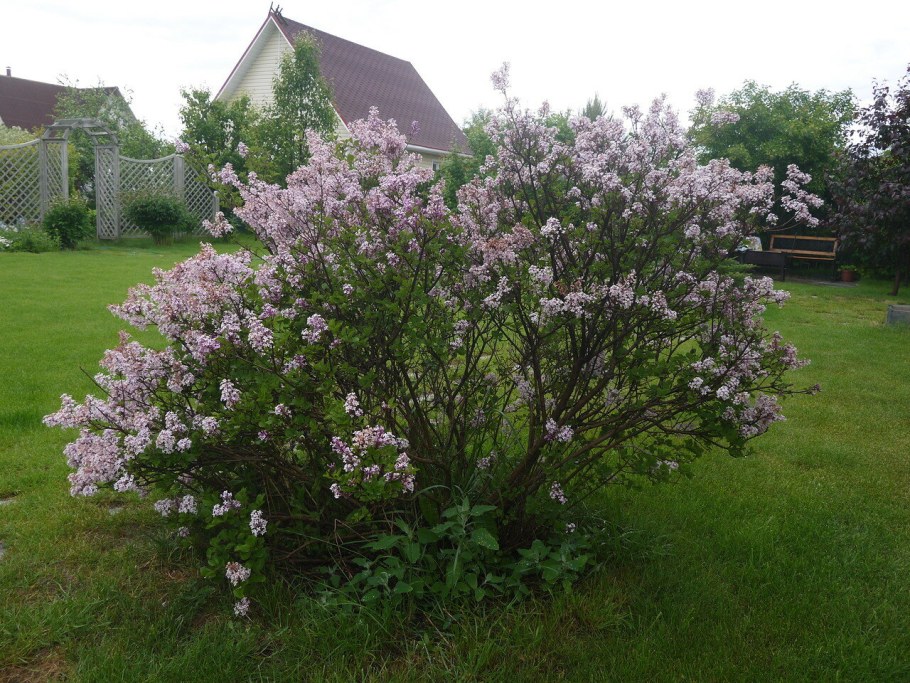 Сирень Мейера Палибин штамбовая