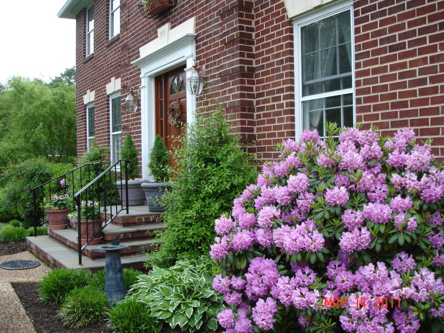 Бордюрная сирень Палибин