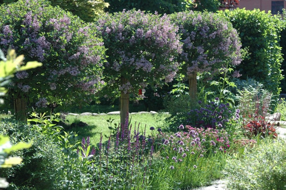 Штамбовая сирень Палибин