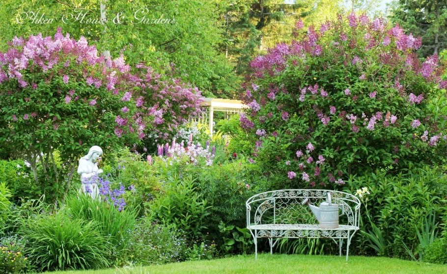 Миксбордер сирень Палибин