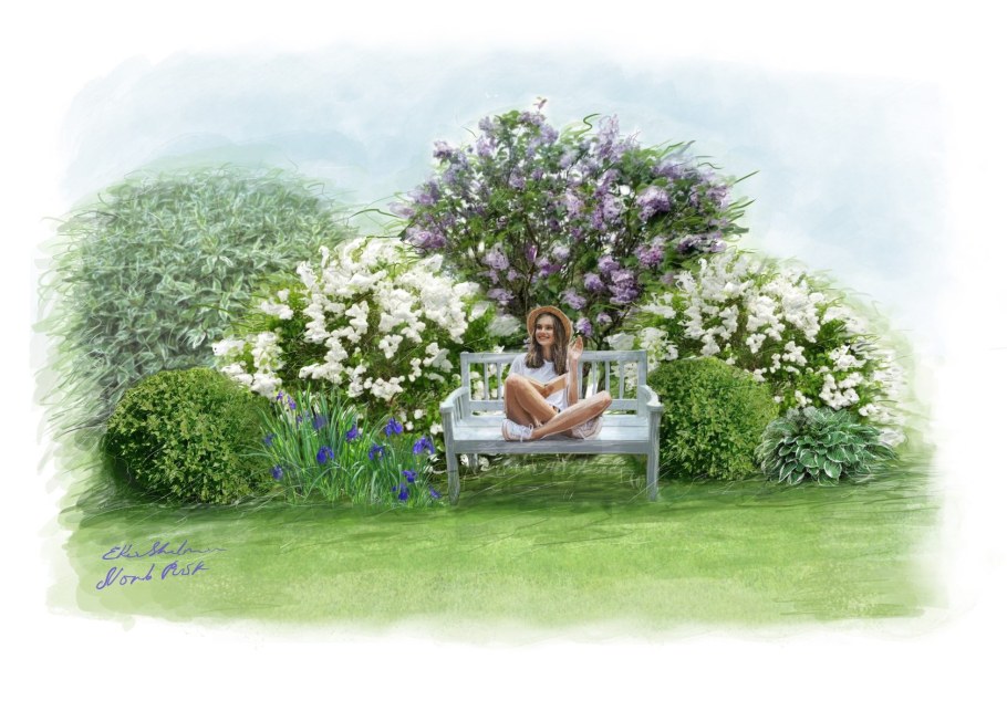 Гортензия, дерн, Лаванда, клумба