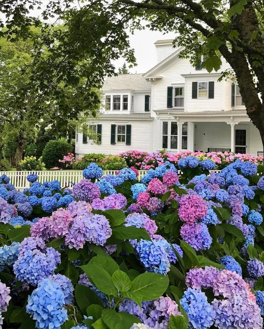 Гортензия крупнолистная Бенилюкс