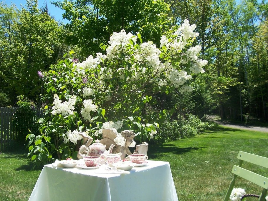 Сирень и чубушник