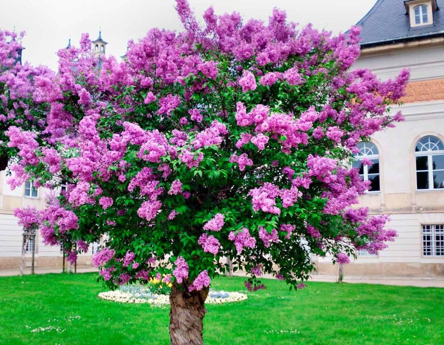 Сирень мелколистная Суперба