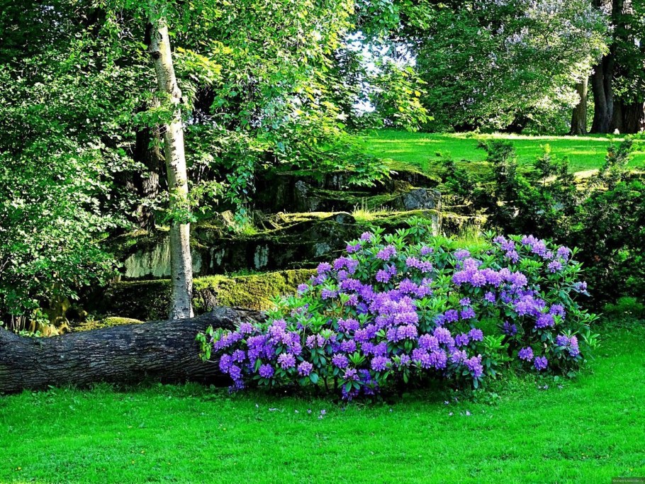 Барвинок малый Gertrude Jekyll