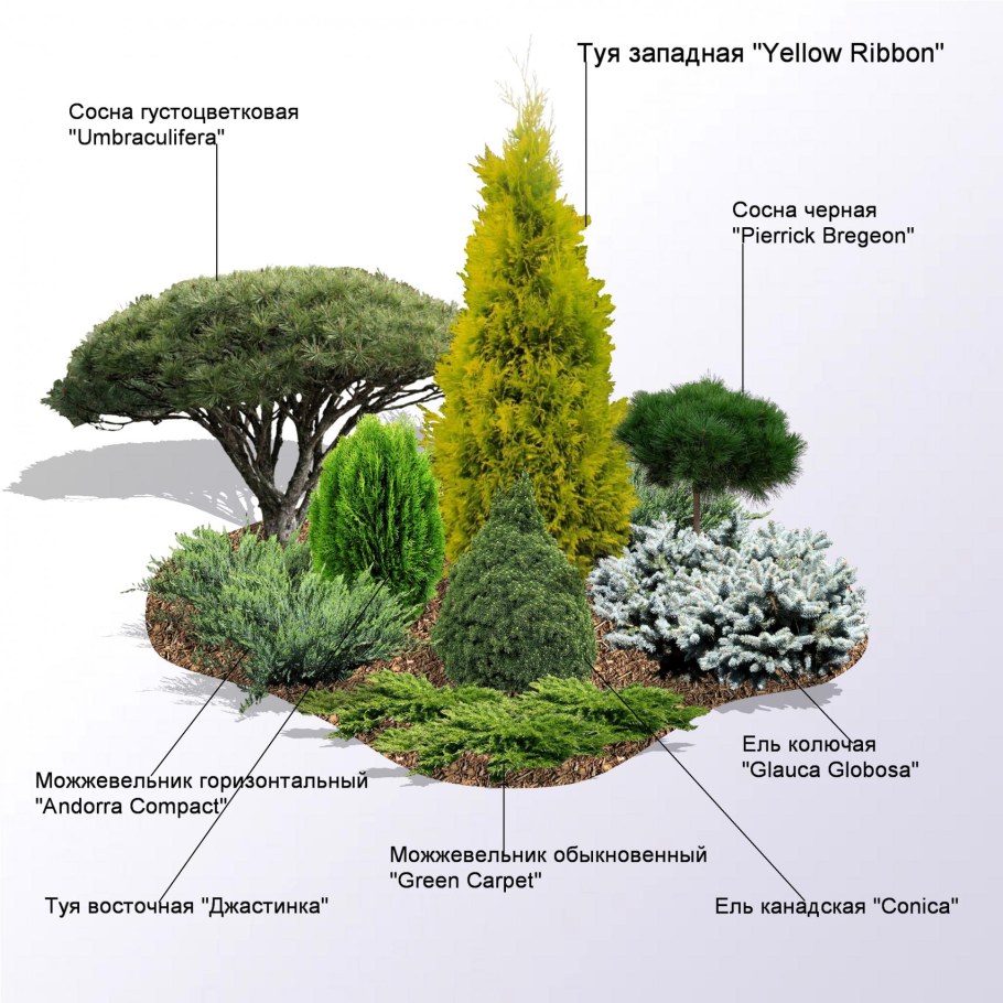 Туя Еллоу Риббон в ландшафтном дизайне с хвойными