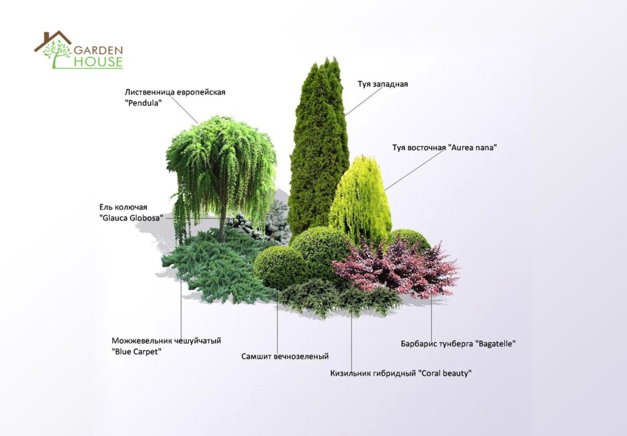 Барбарис,туя самшит