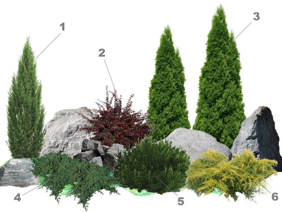 Туя Тунберга