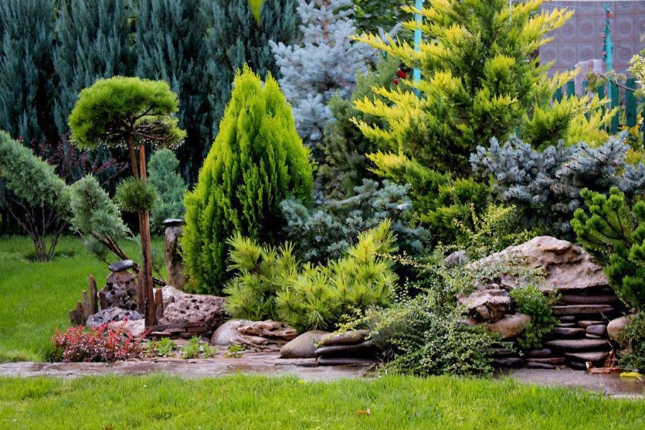 Сосна Горная Мугус на альпийской Горке