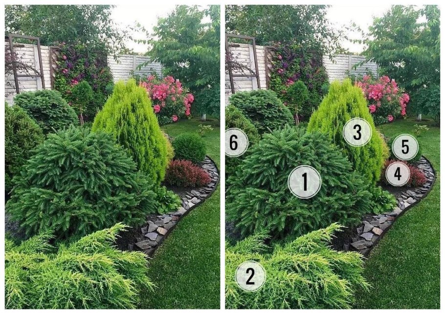 Туя Смарагд и Даника в ландшафте