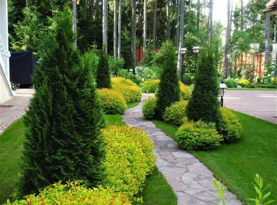 Туя Даника изгородь