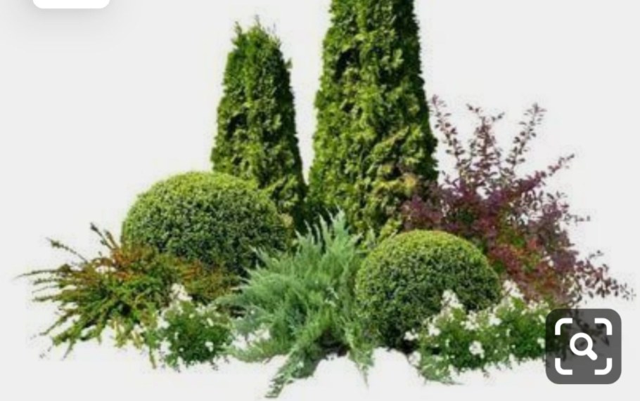 Туя можжевельник ландш