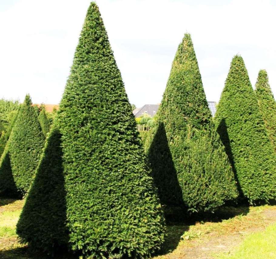 Туя Колумна