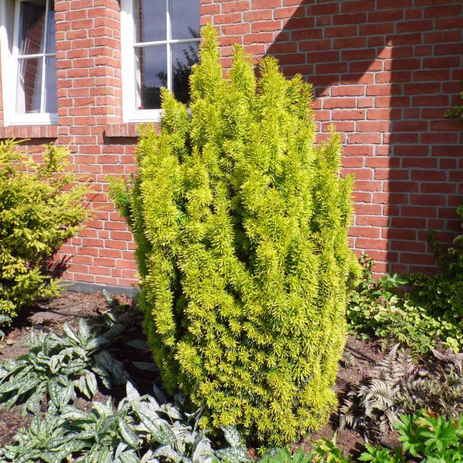 Тис Фастигиата Ауреа